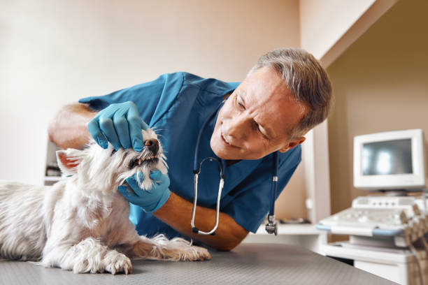 Best Emergency Dental Care for Trauma or Injury in Wilton Center, CT